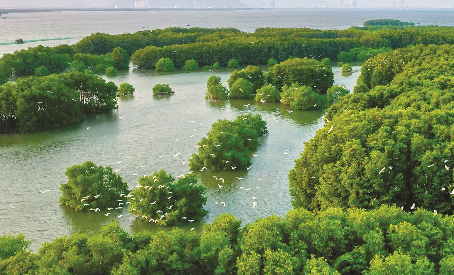 Cồn Chim Quy Nhơn